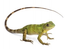 Ctenosaura pectinata